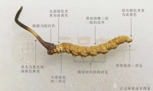补肾益气胶囊-权威补肾益气胶囊多少一盒平台,分享专业补肾益气胶囊主治什么病知识_补肾益脑胶囊的说明书网